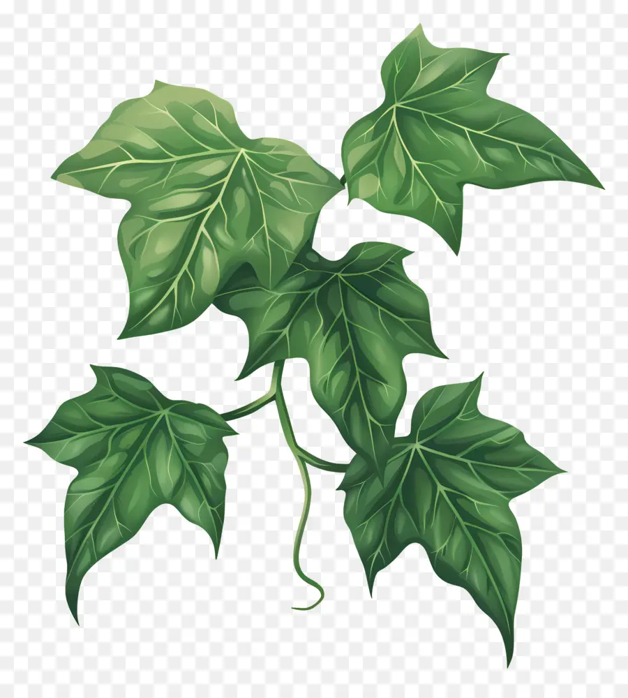 Ivy Folha，Planta De Folhas Verdes PNG