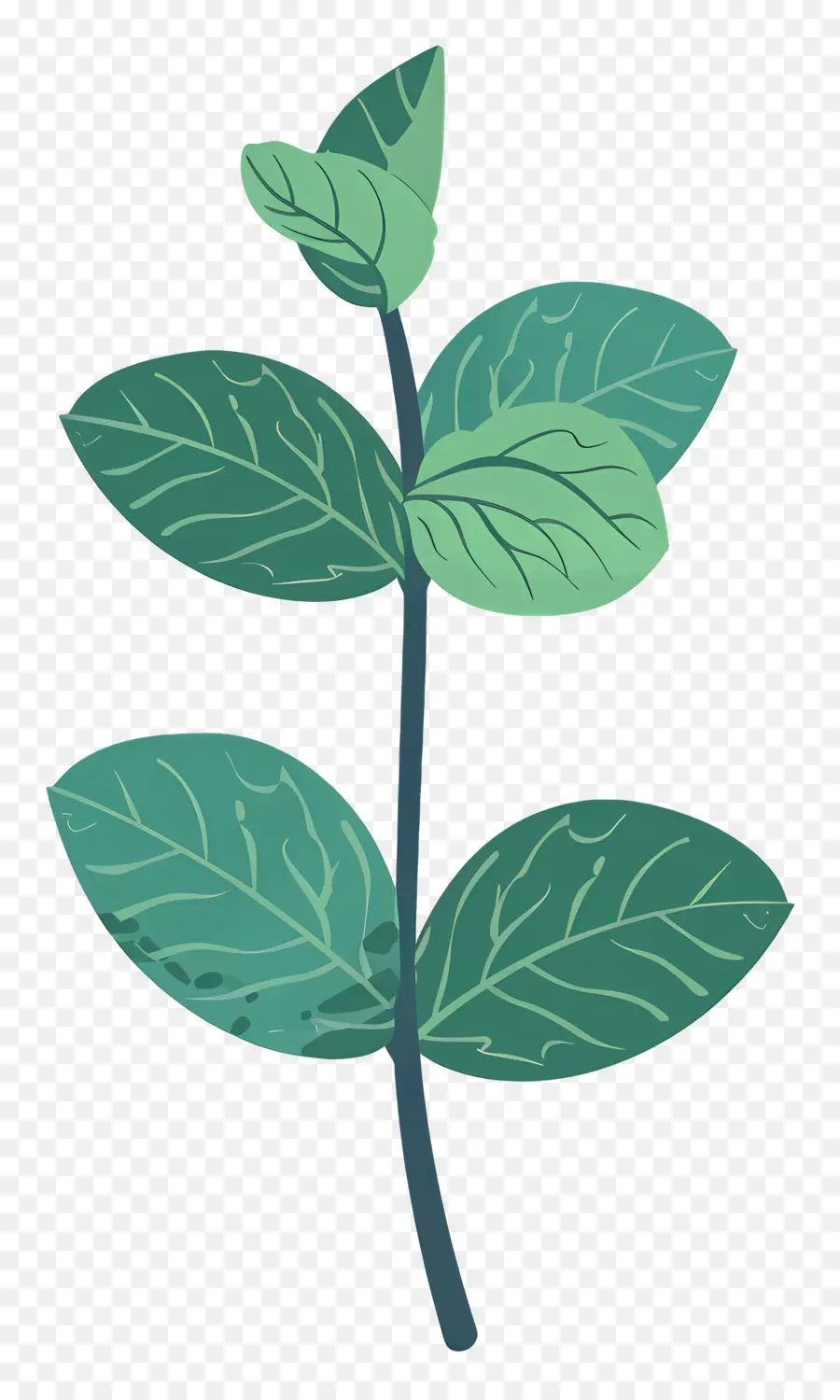 Folha De Hortelã，Planta Verde PNG