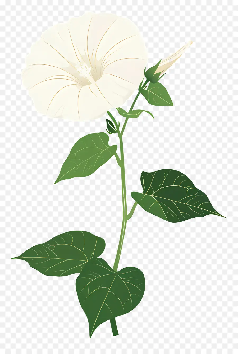 Glória Da Manhã，Flor Da Corriola PNG