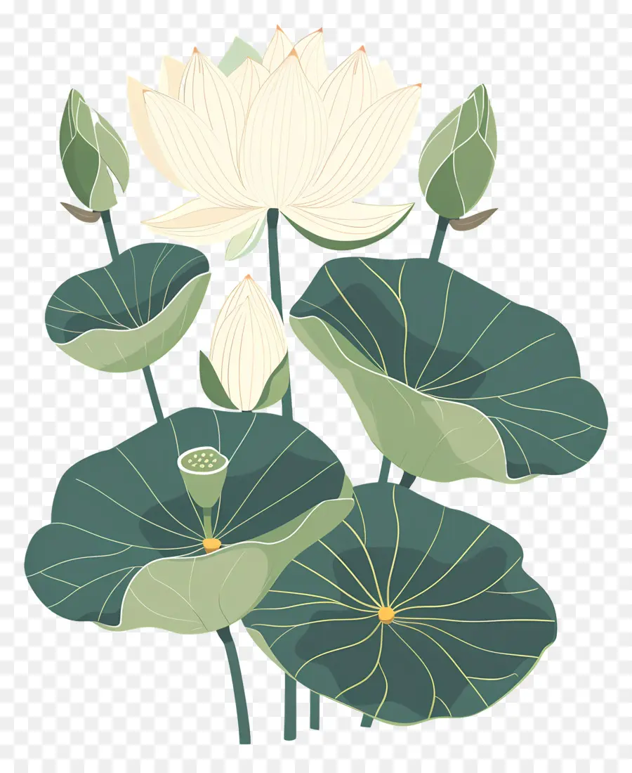 Lotus，Flor De Lótus PNG