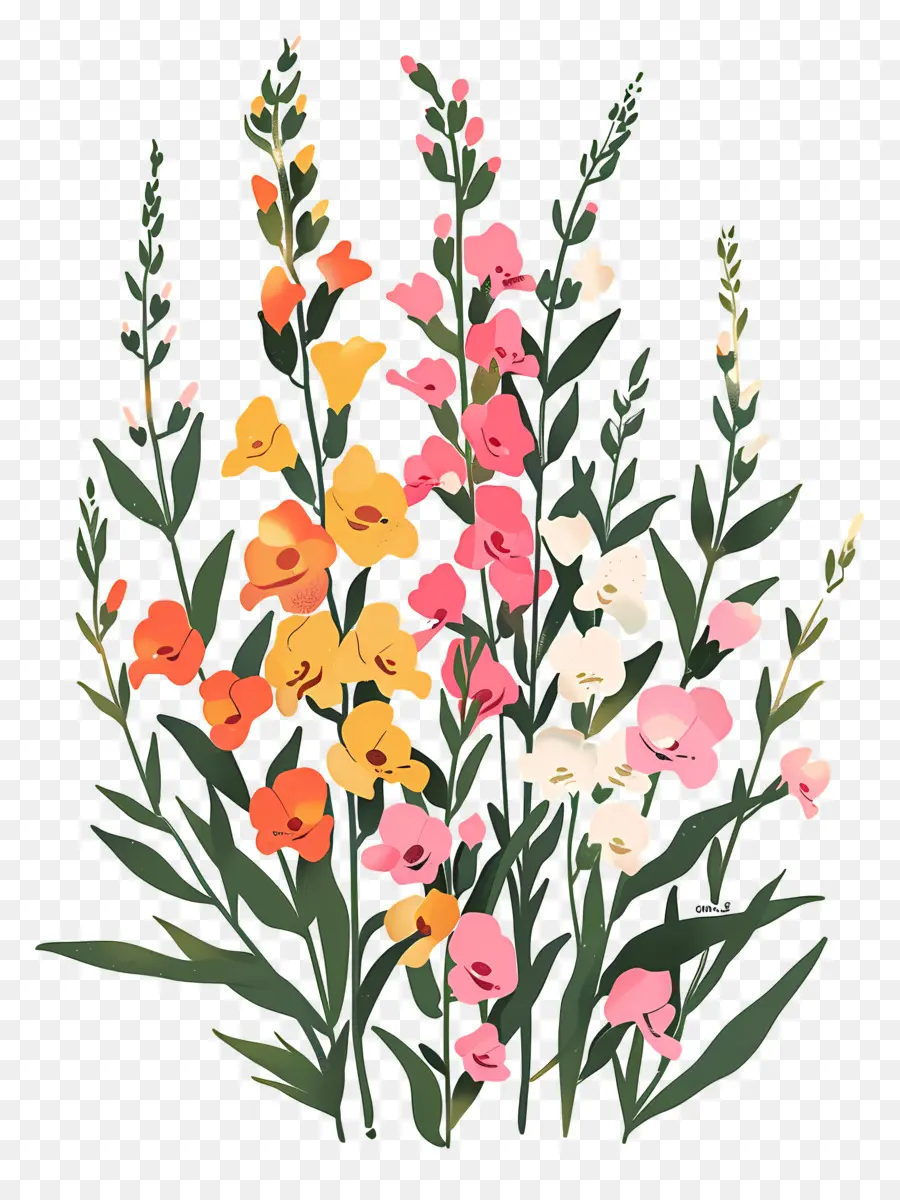 Snapdragons，Flores Coloridas PNG