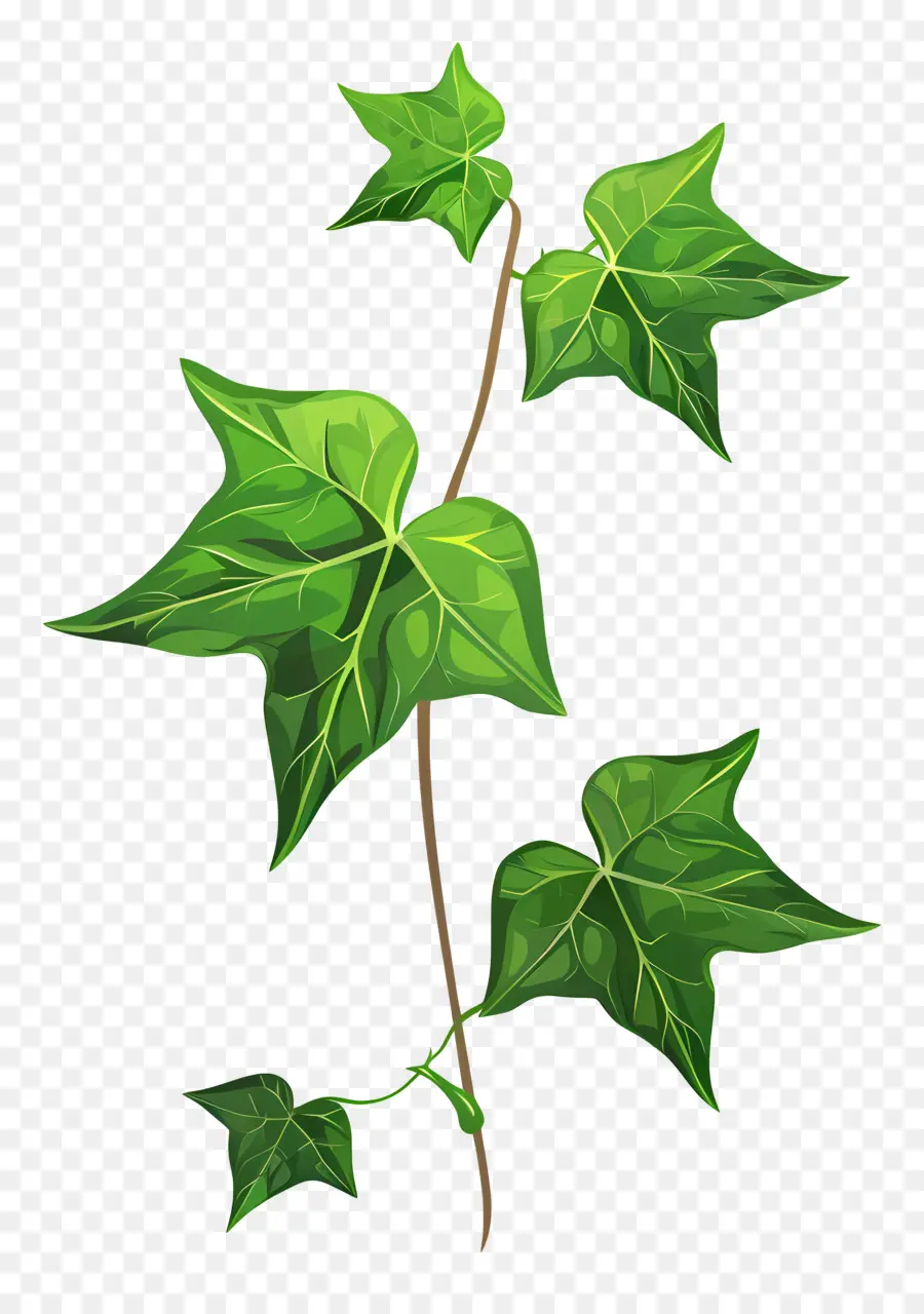 Ivy Folha，Planta De Folhas Verdes PNG