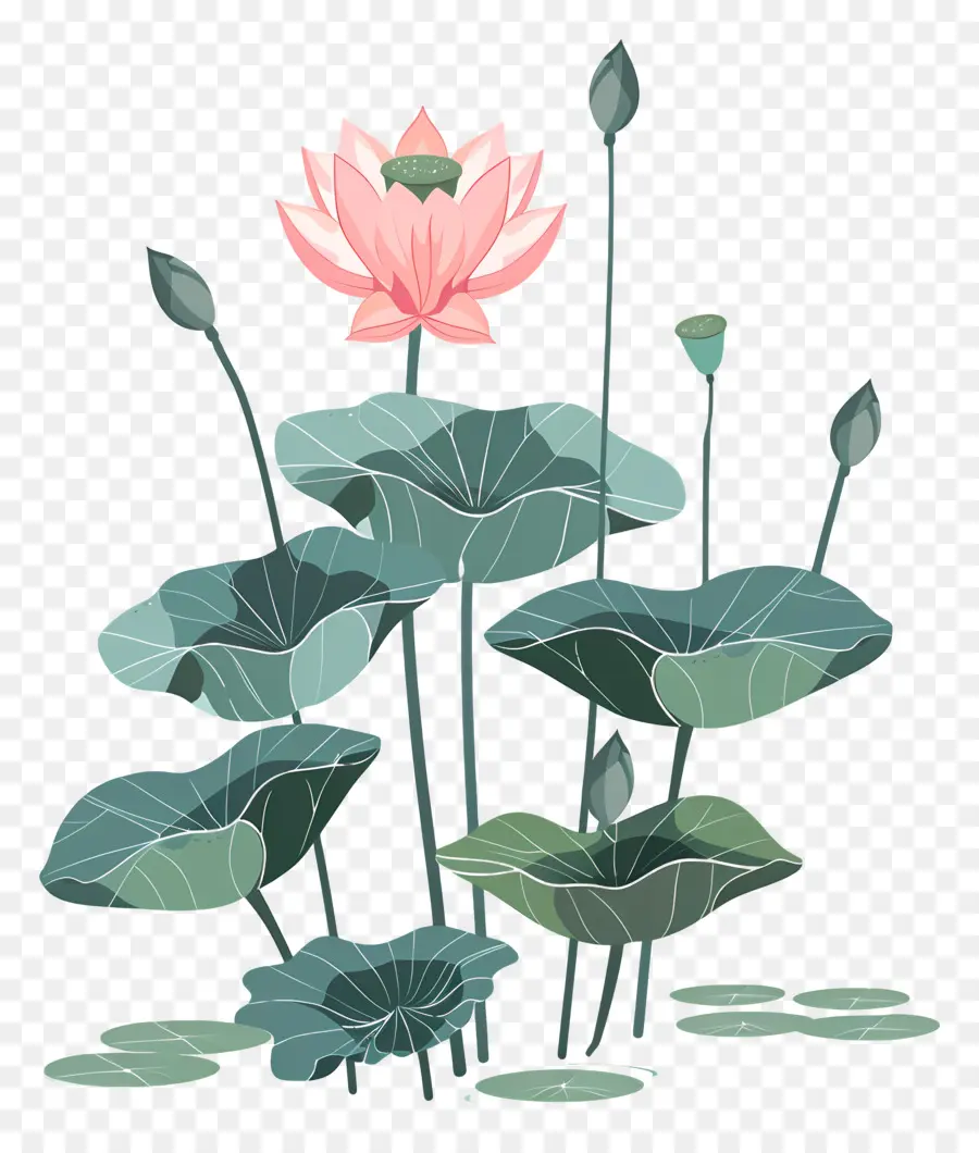 Lotus，Flor De Lótus PNG