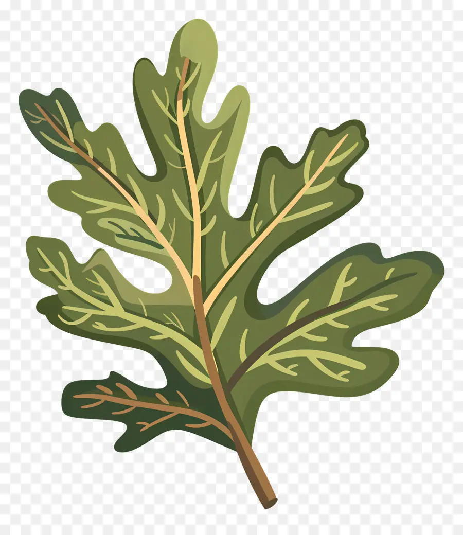 Folha De Carvalho，Oak Tree PNG