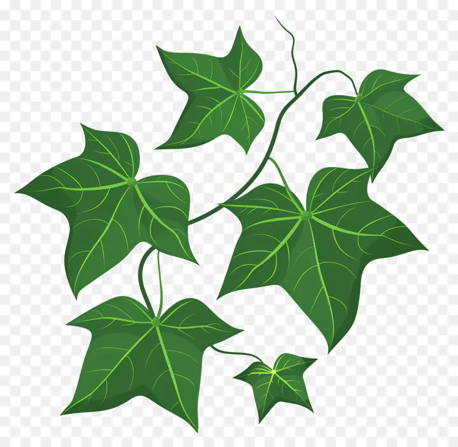 Ivy Folha，Folha Verde PNG