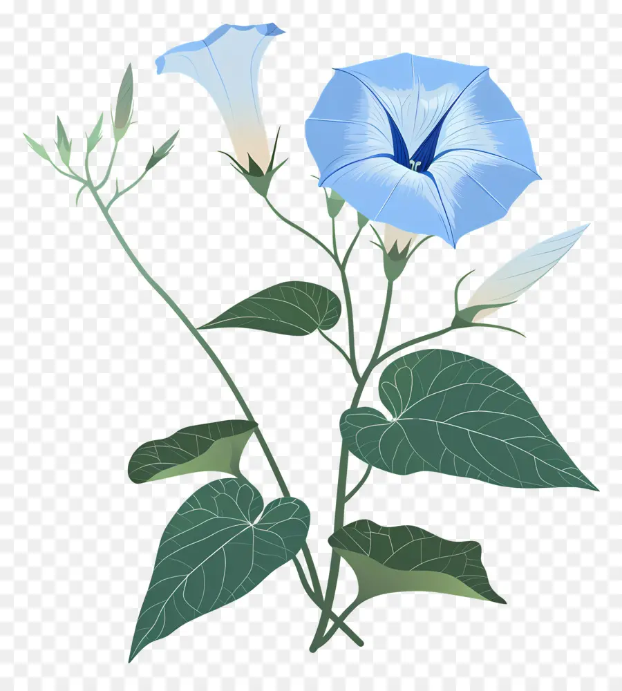 Glória Da Manhã，Flor Azul PNG