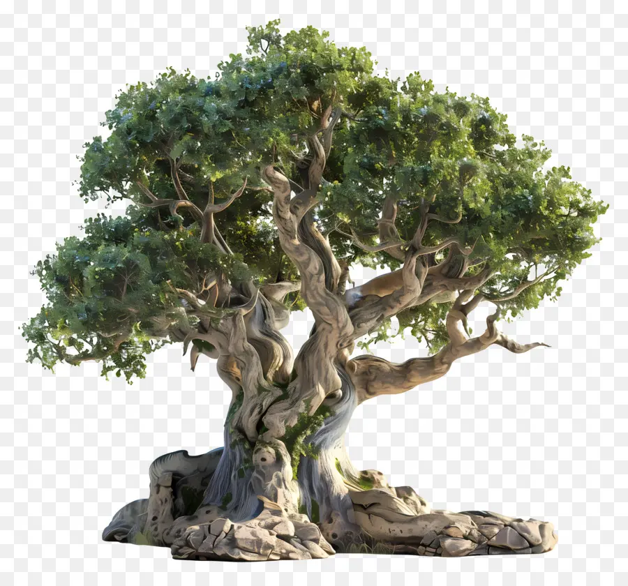 3D Oak Tree，Oliveira PNG