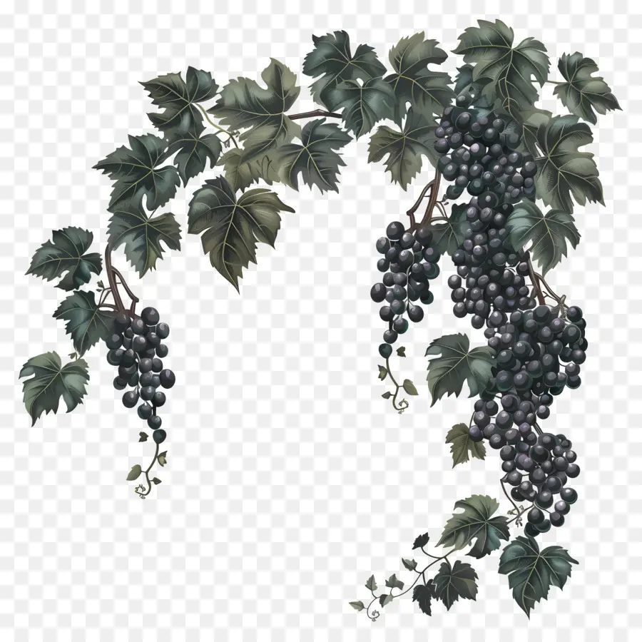 Videira，Uvas PNG