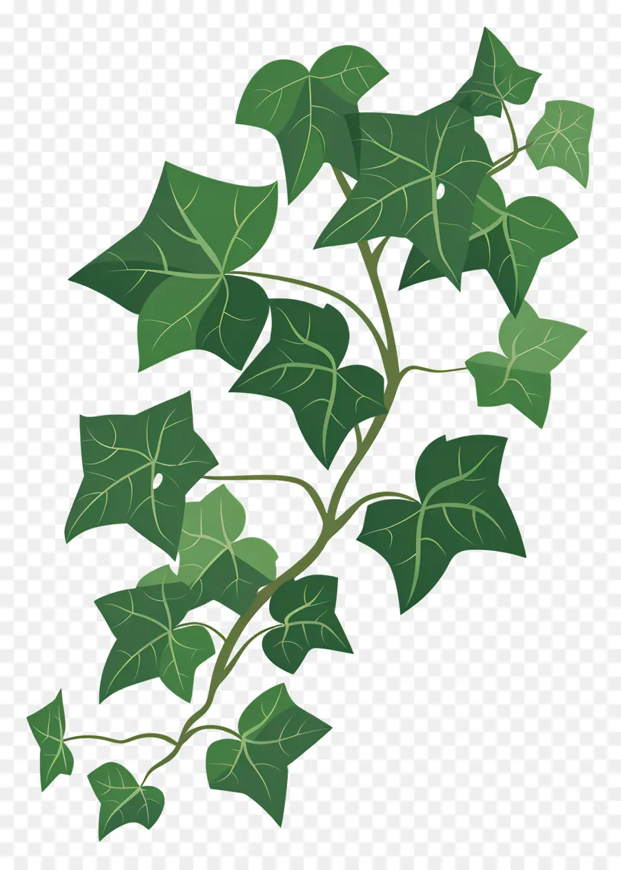 Ivy Folha，Ivy PNG