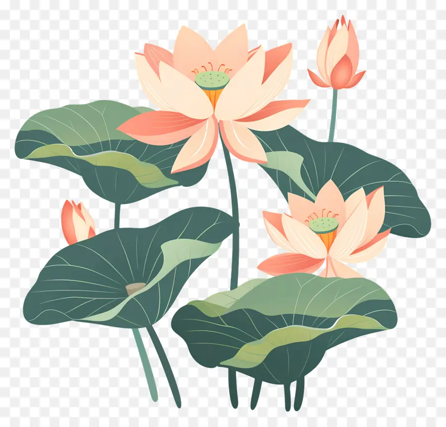 Lotus，Os Lírios De água PNG