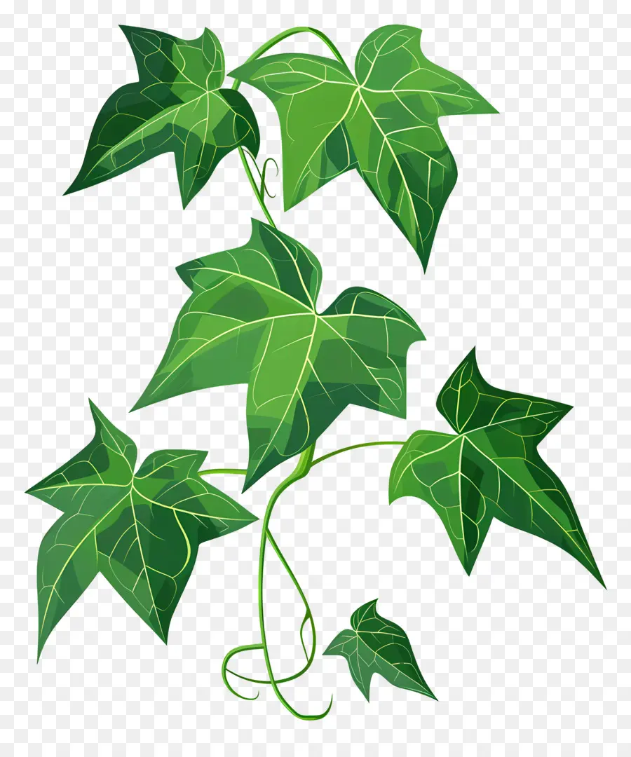 Ivy Folha，Planta Frondosa PNG