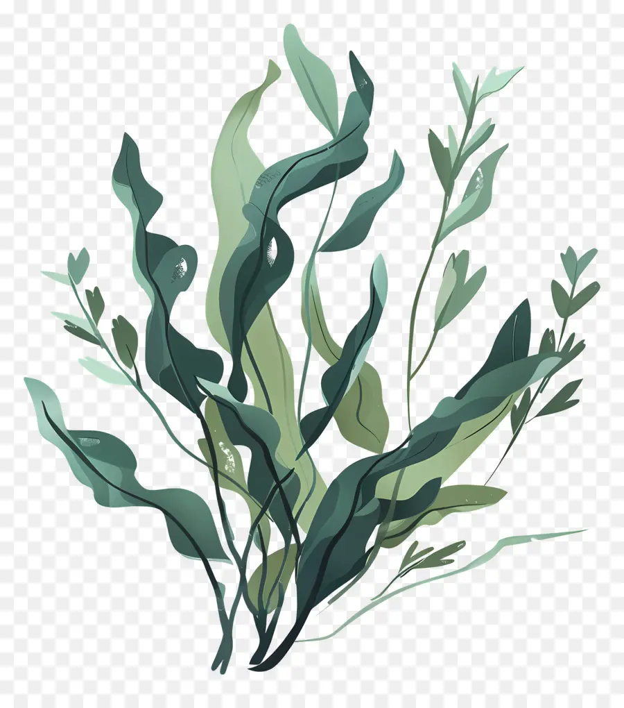 Alga Marinha，Ilustração Em Aquarela PNG