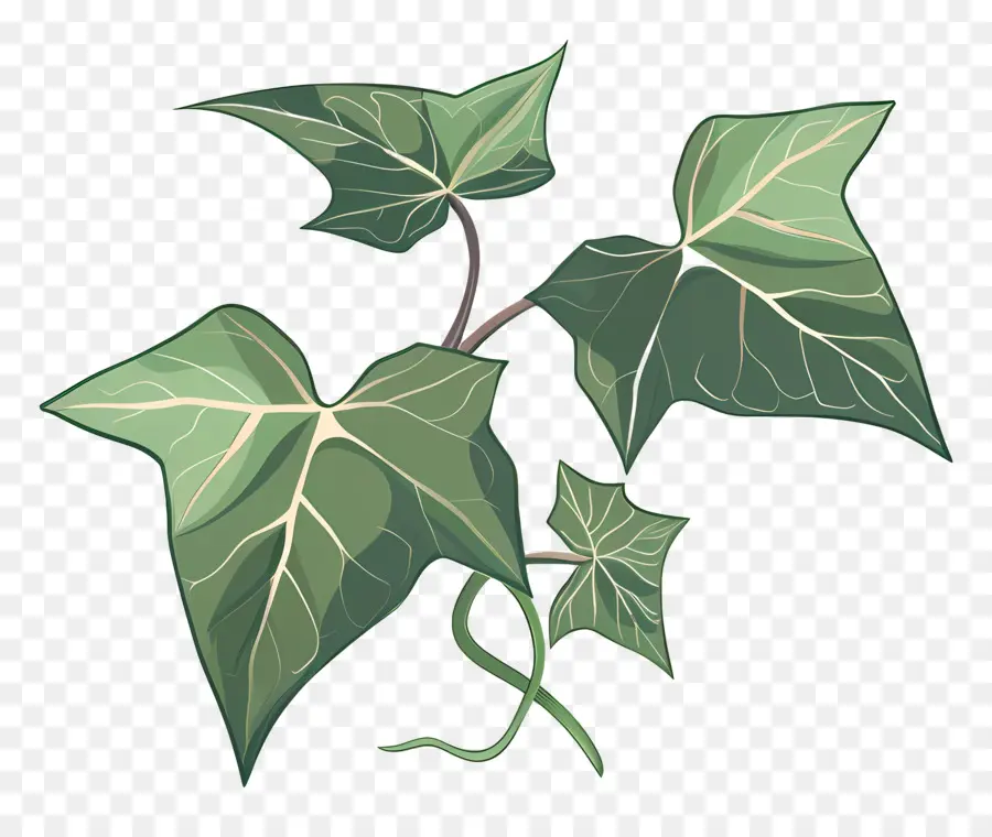 Ivy Folha，Planta Frondosa PNG