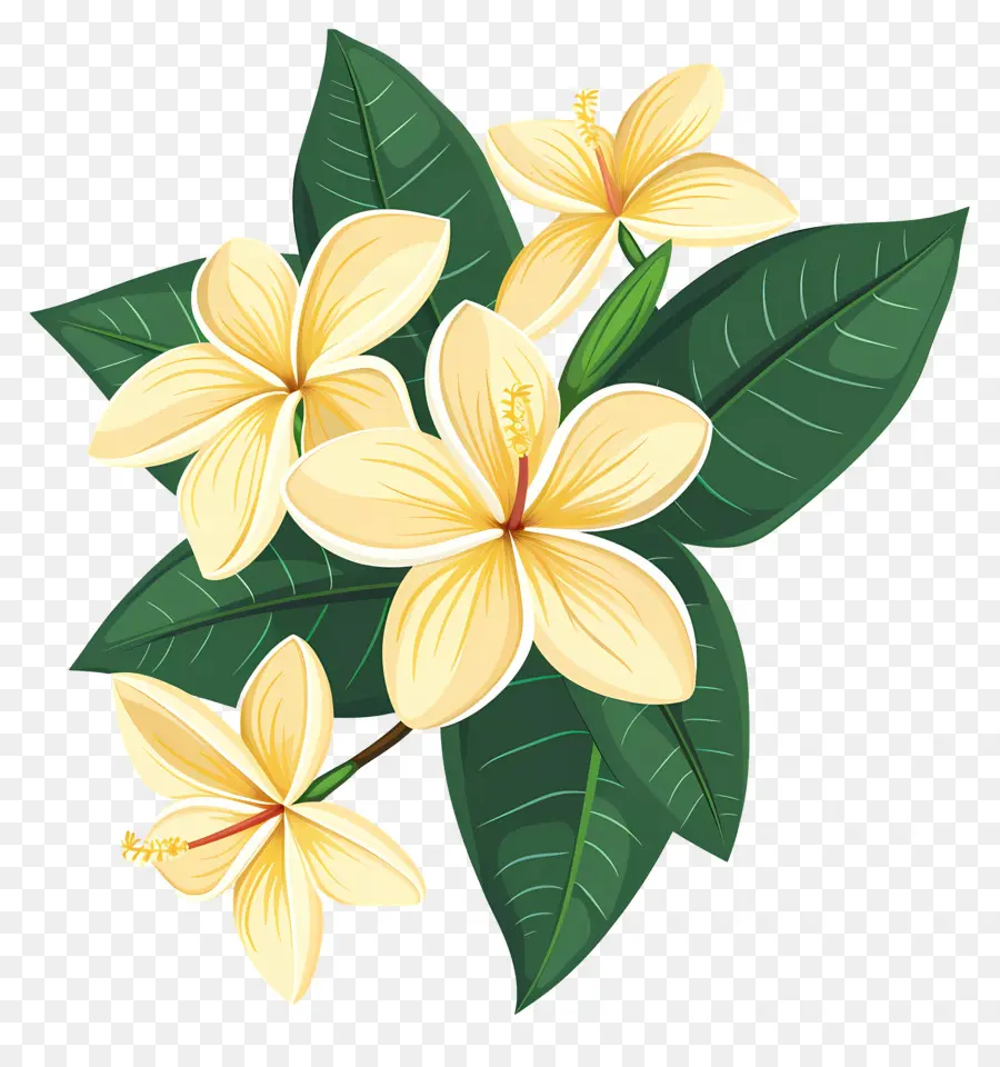 Plumeria，Flores Amarelas PNG