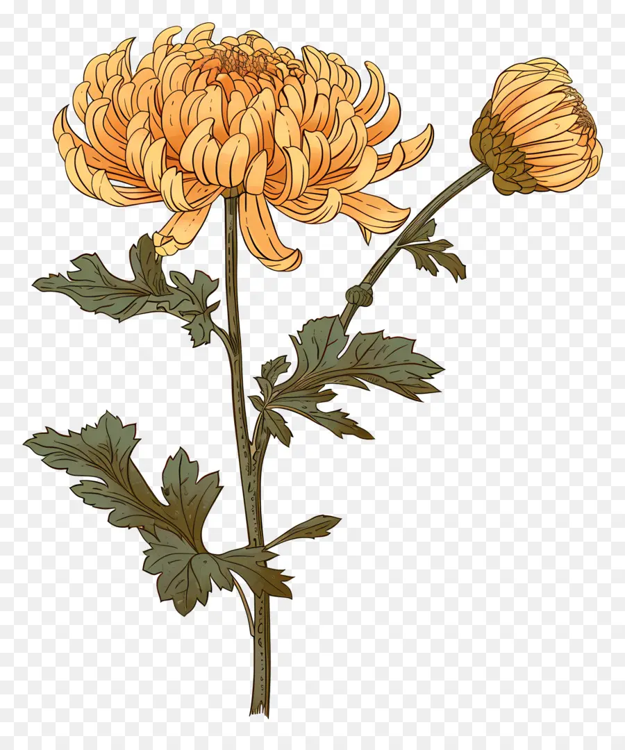 Crisântemo，Flor PNG