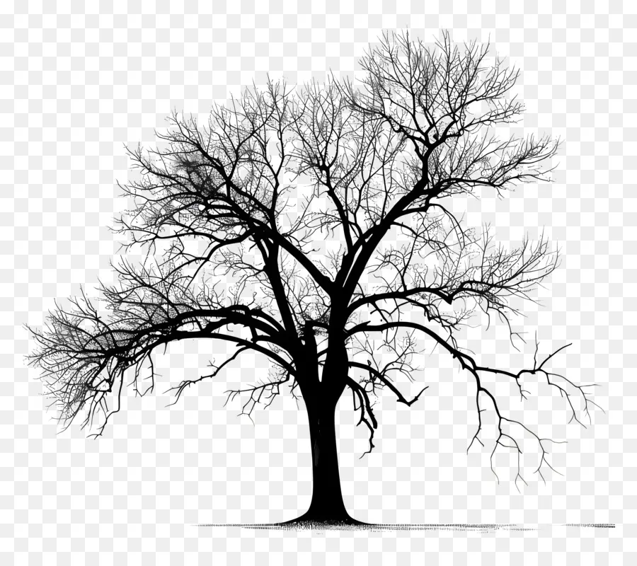 árvore，árvore Solitária PNG