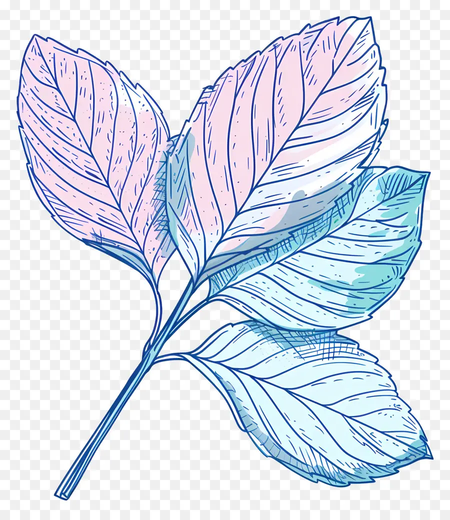 Folhas De Hortelã，Azul Da Folha PNG