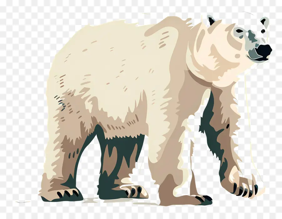 Urso Polar，Animais PNG