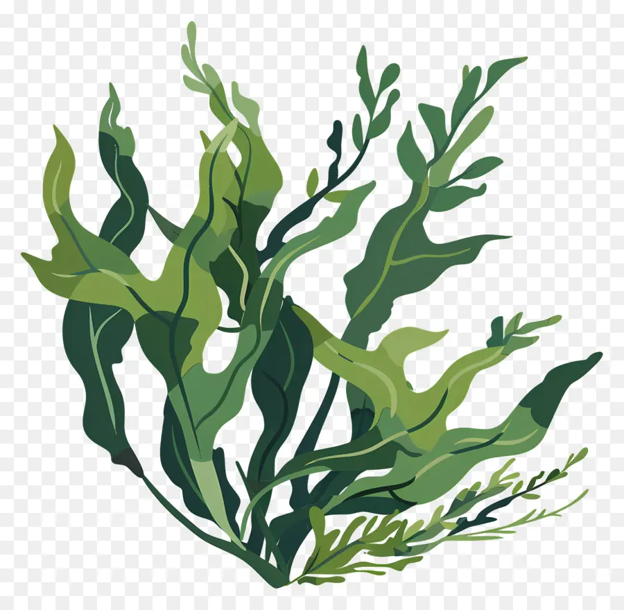 Algas，Planta PNG