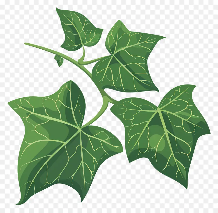 Ivy Folha，Galho Frondoso PNG