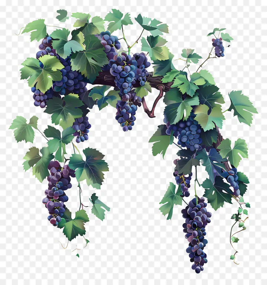 Vinha，Uvas PNG