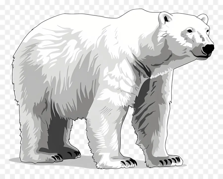 Urso Polar，ártico PNG