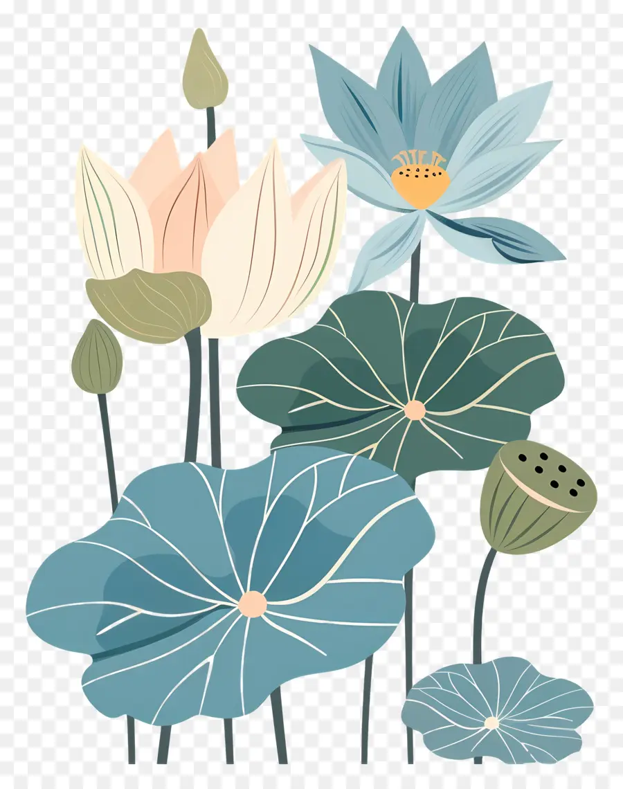 Lotus，Flores De Lótus PNG