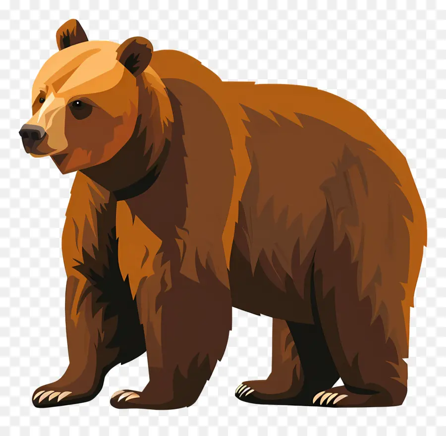 Urso，Brown PNG