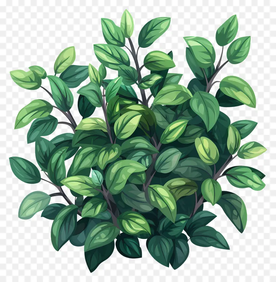 Arbusto Verde，Pequena Planta Verde PNG