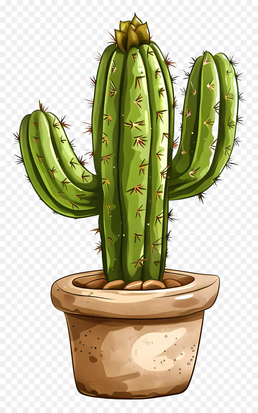 Cactus，Suculenta PNG