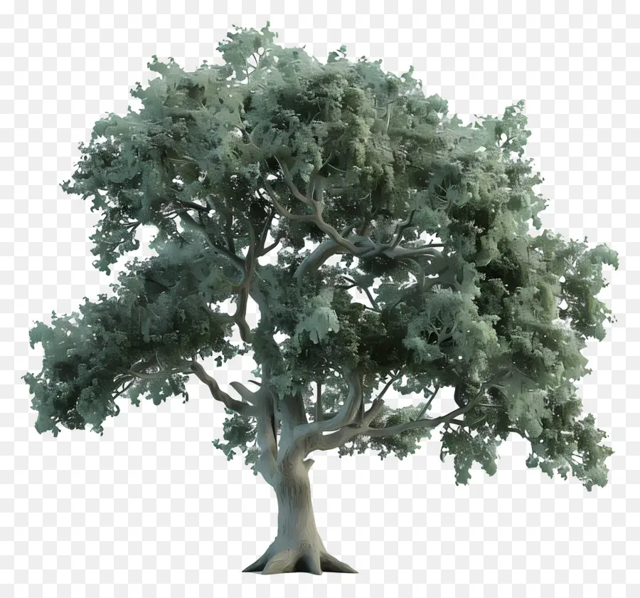 3d Oak Tree，Oak Tree PNG