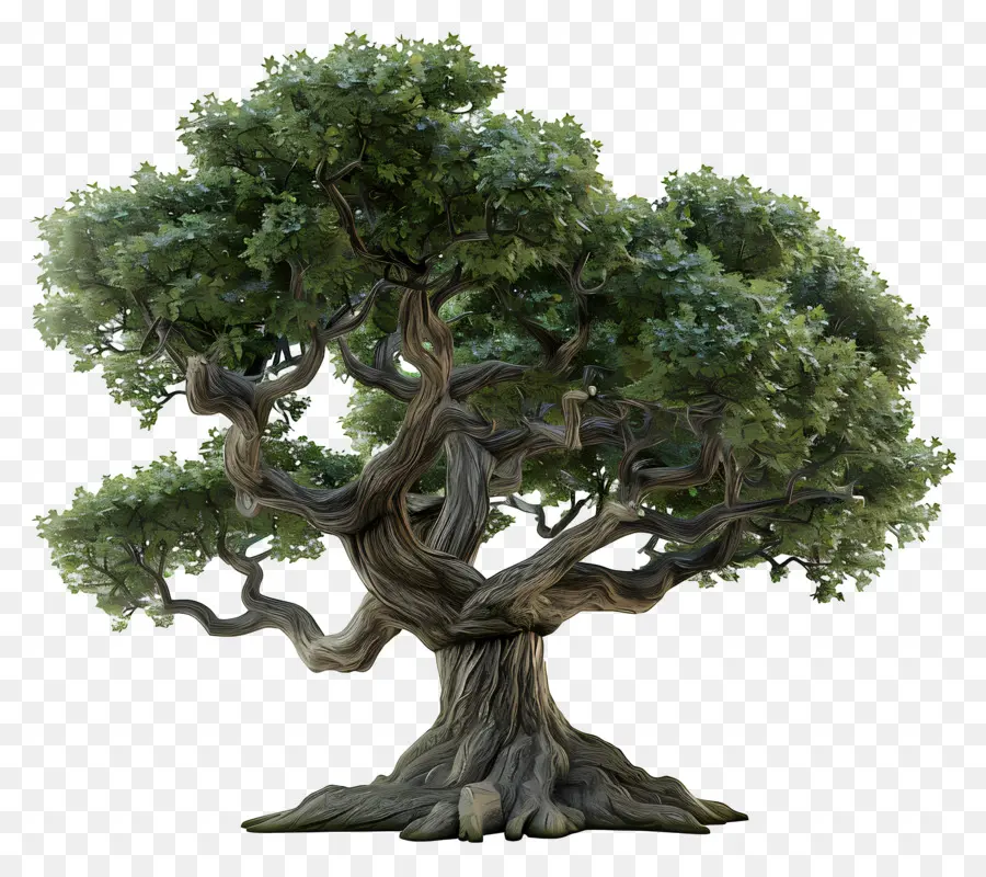 3d Oak Tree，Oak Tree PNG