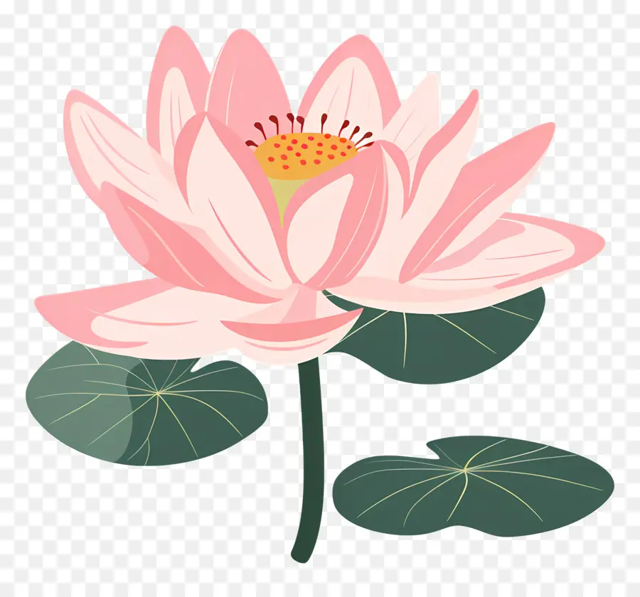 Lotus，Flor De Lótus PNG