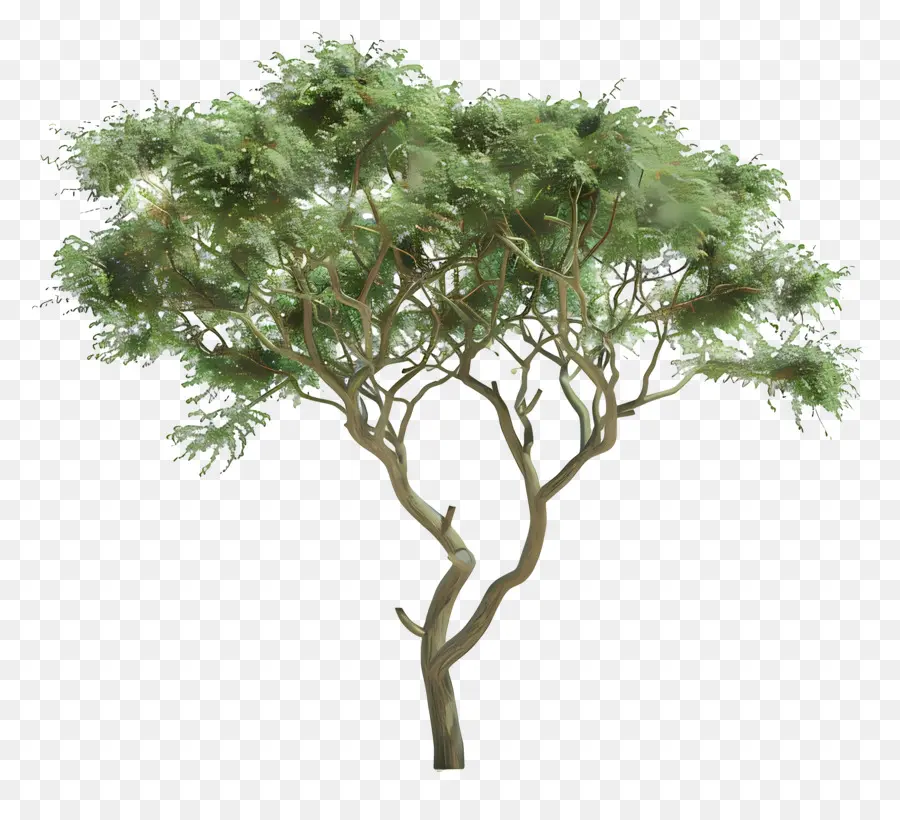 Acácia Modelo 3d，Árvore Dracena PNG