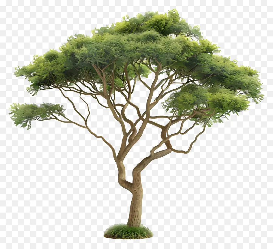 Árvore De Acacia 3d，Na árvore Da Selva PNG