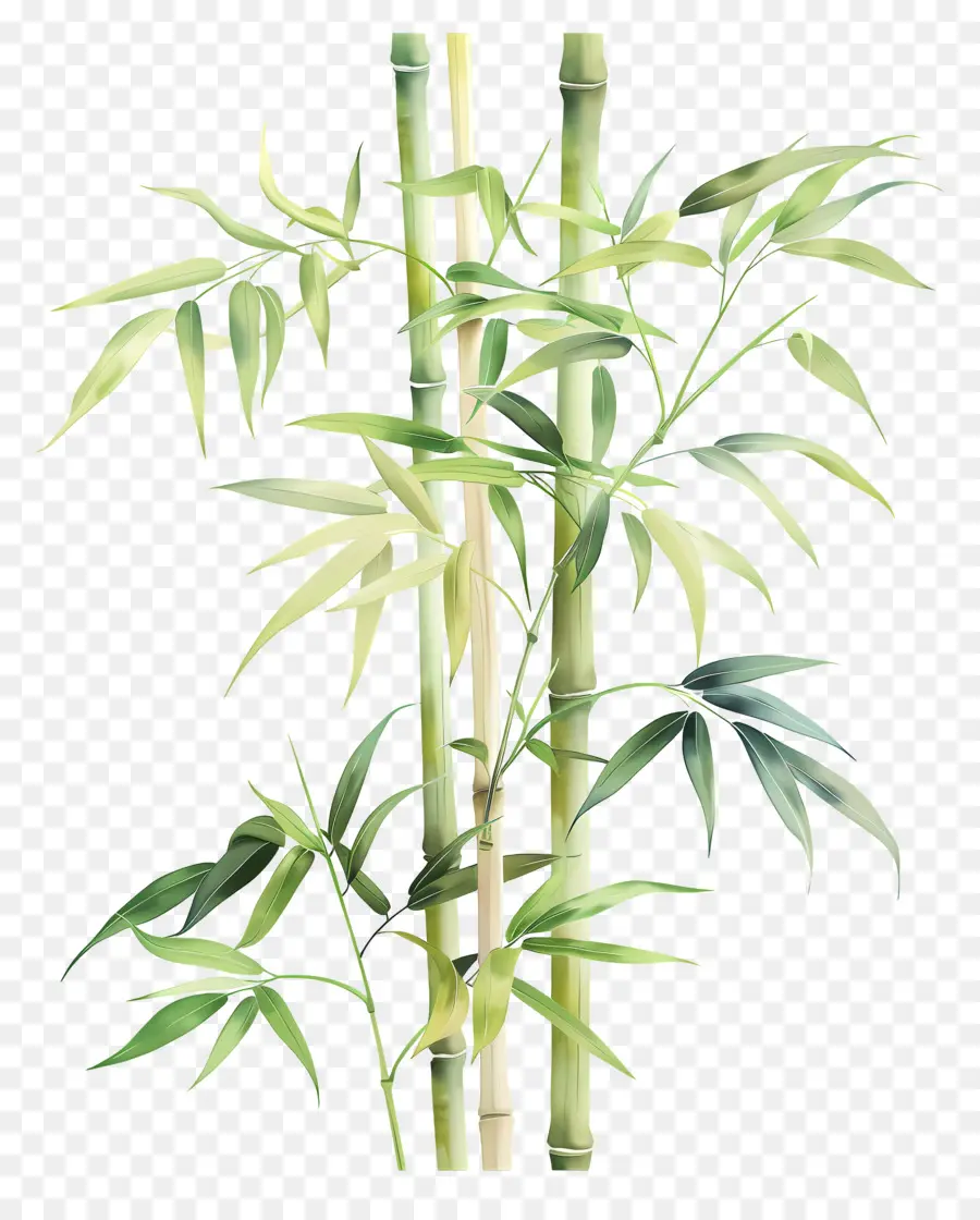 Bambu，Pintura Em árvore De Bambu PNG