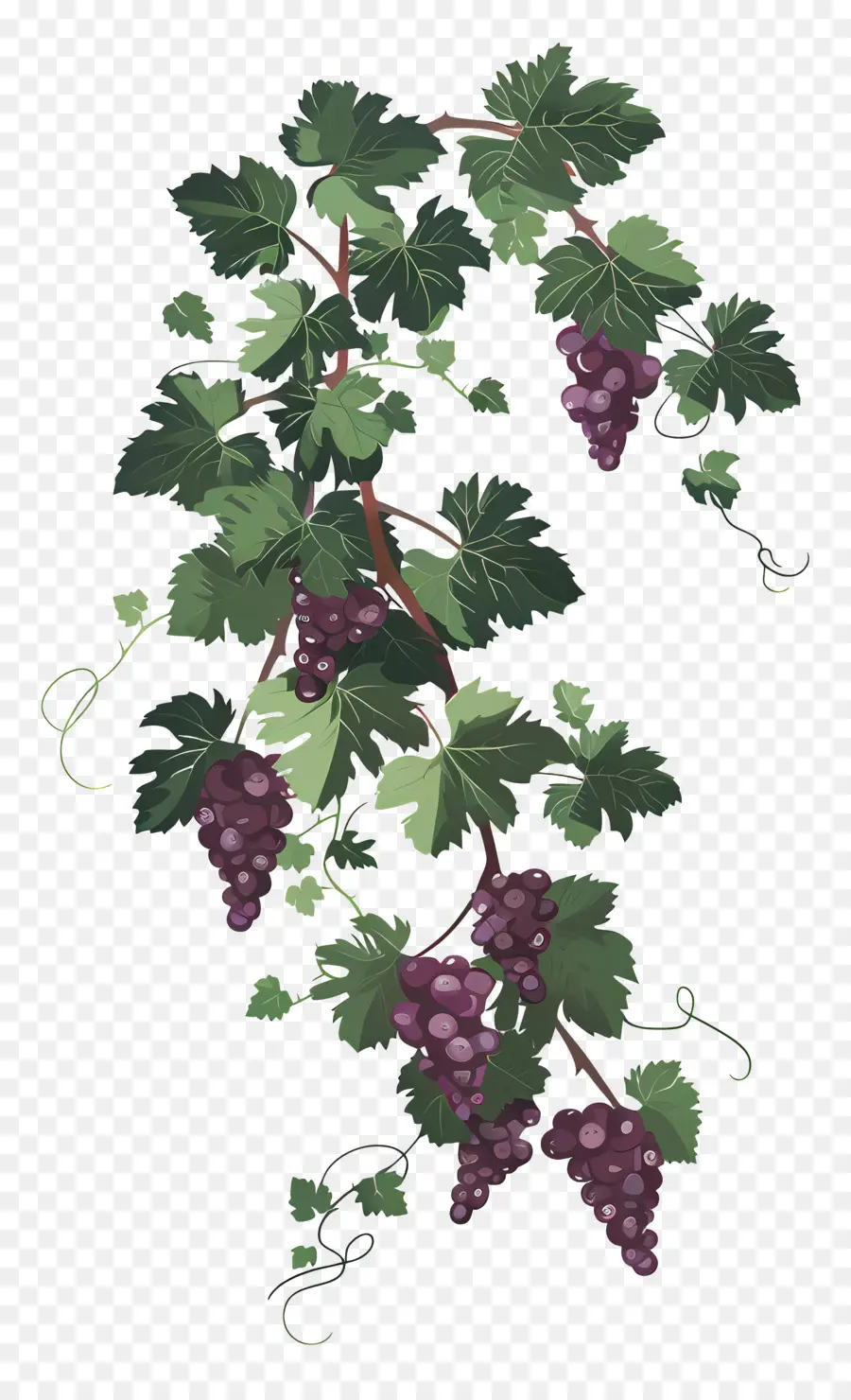 Vinha，Uvas PNG