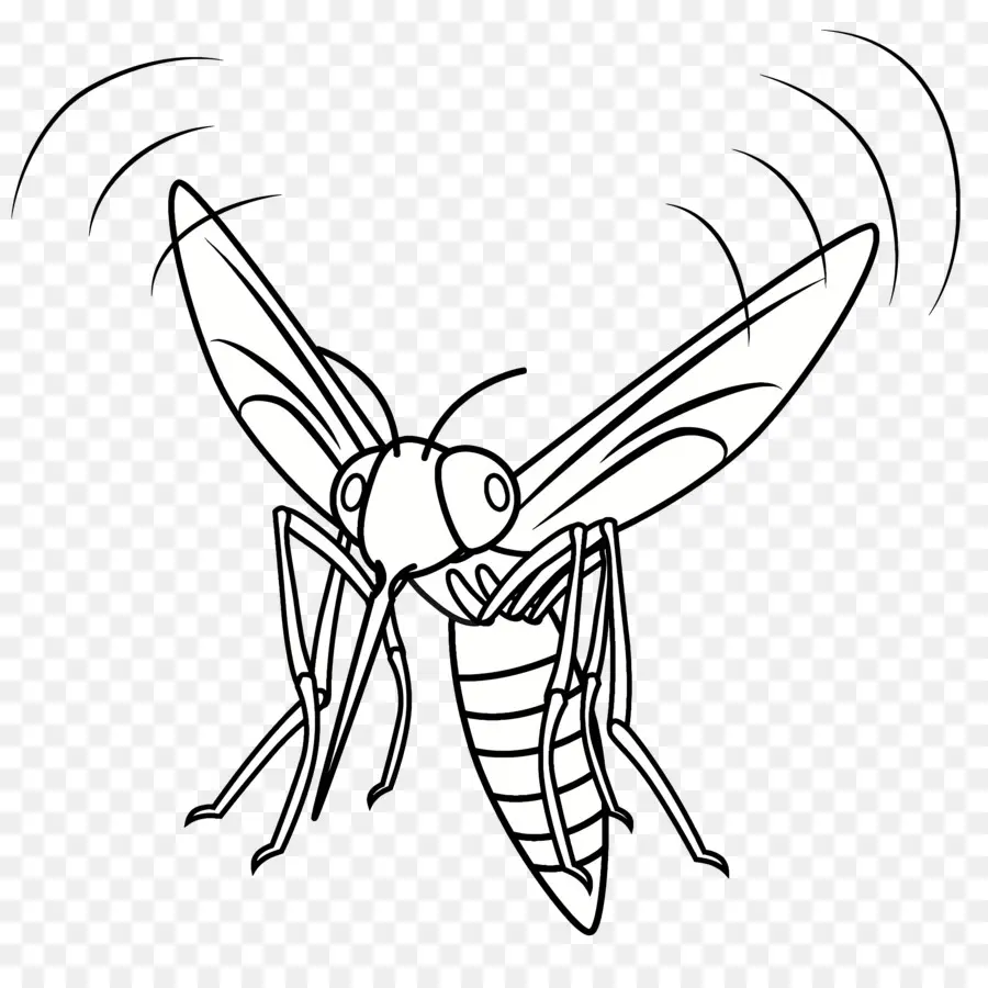 Mosquito，Desenho PNG