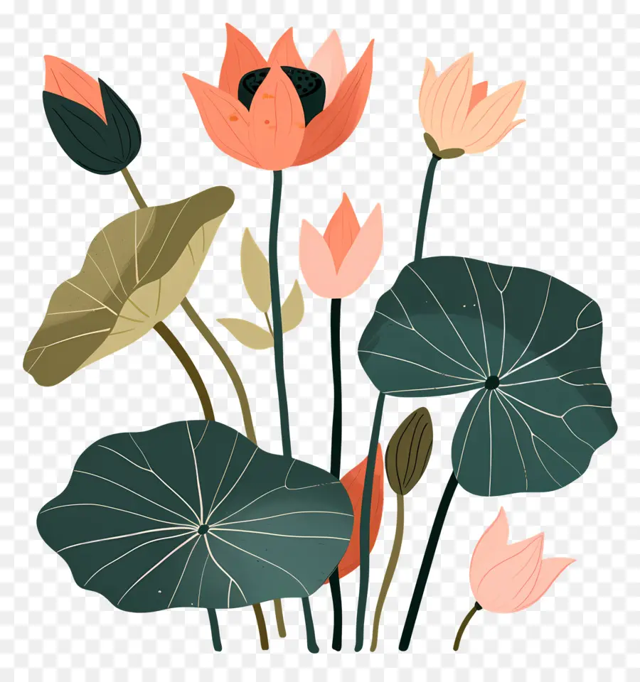 Lotus，Os Lírios De água PNG