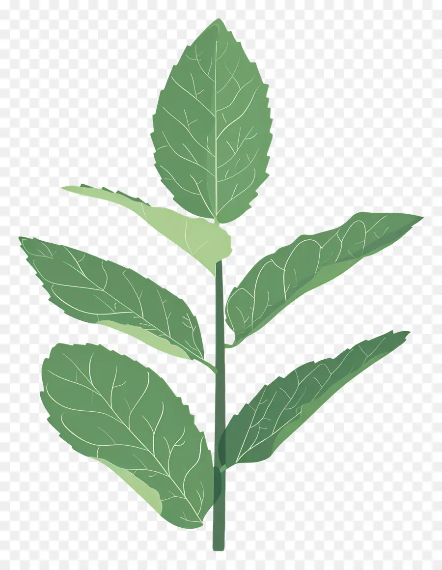 Folhas De Hortelã，Planta PNG