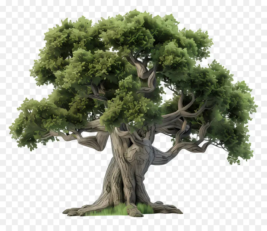 3d Oak Tree，Oak Tree PNG