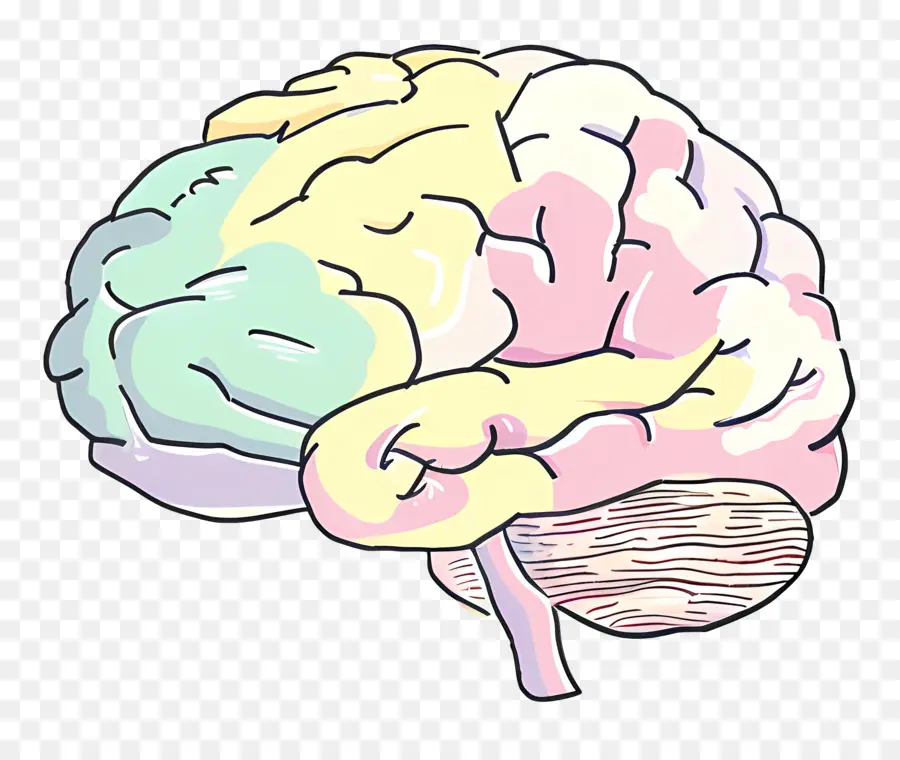 Doodle Brain，Cérebro Humano PNG