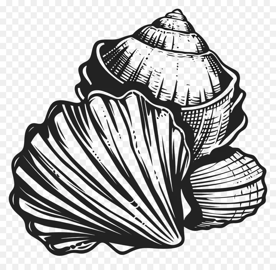 Verão，Seashell Desenho PNG