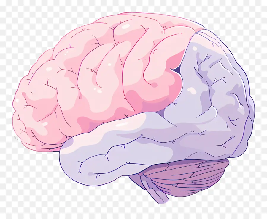 Doodle Brain，Cérebro Humano PNG