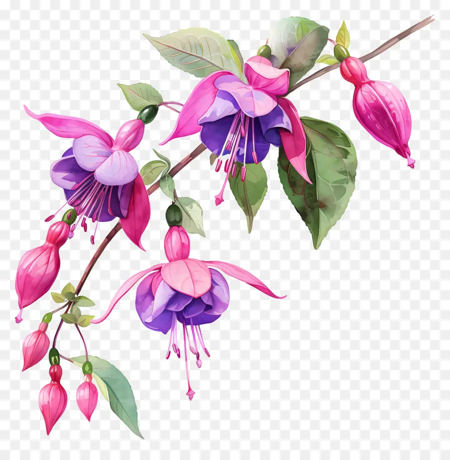 Fúcsia Flores，Flor Rosa Da Fúcsia PNG