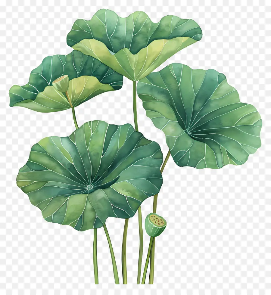 Folha De Lótus，Flores De Lótus PNG