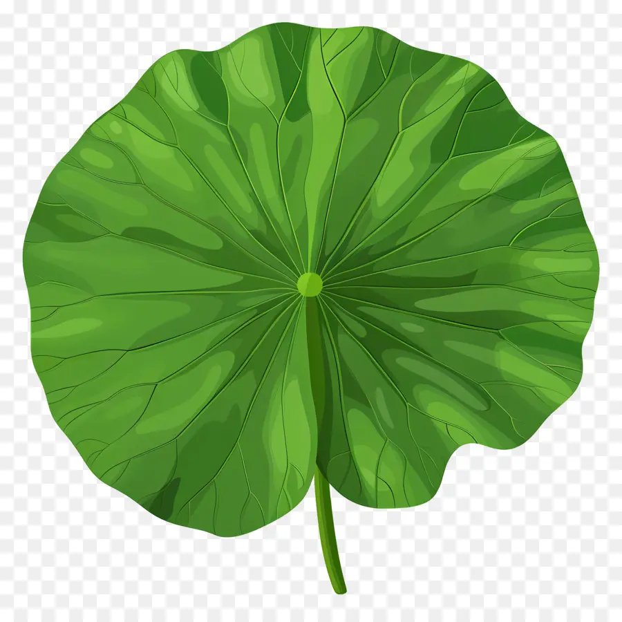 Folha De Lótus，Verde PNG