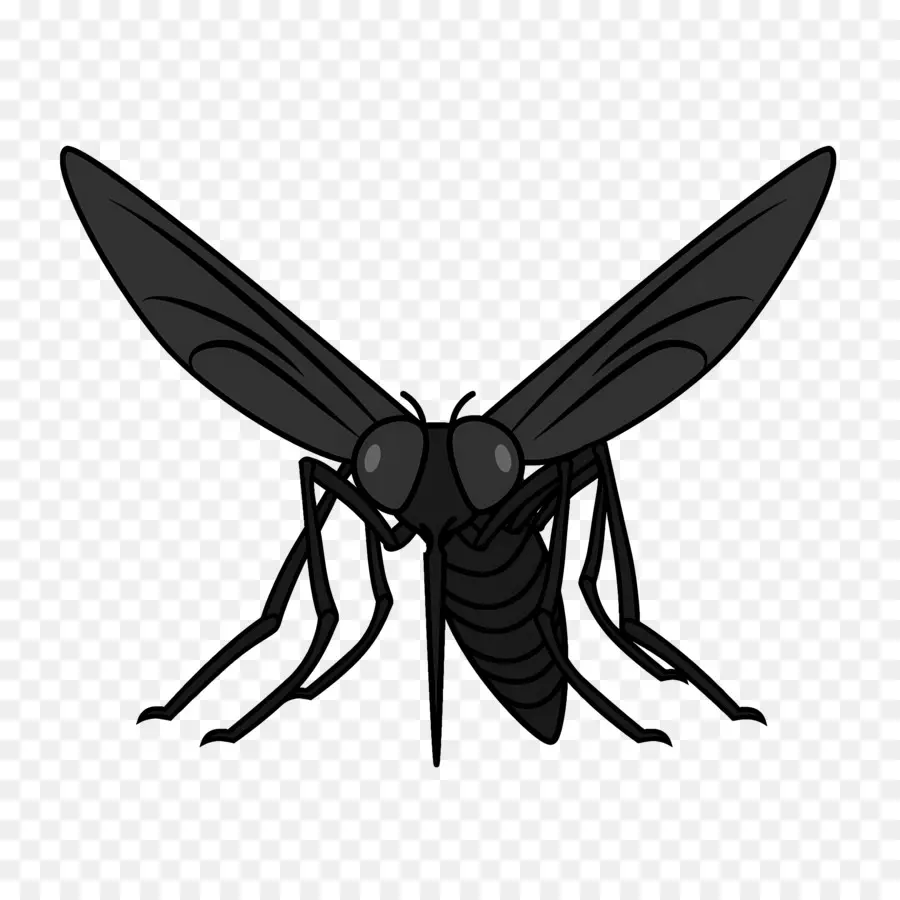 Mosquito，Preto E Branco PNG