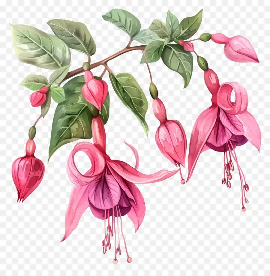 Fúcsia Flores，Pintura Em Aquarela PNG