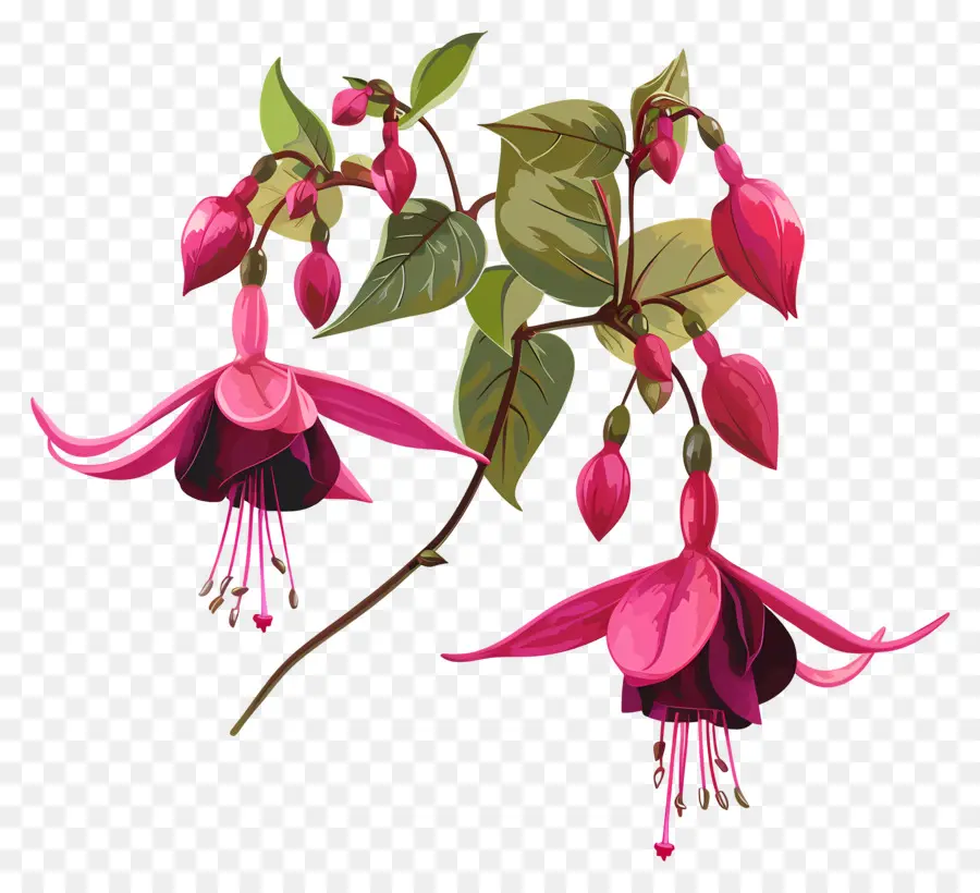 Fúcsia Flores，Flores De Fúcsia Rosa PNG